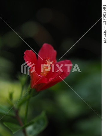 ​山口県の植物館でマクロ撮影された、水滴を纏い背景に美しいボケが広がる赤い花 137002991