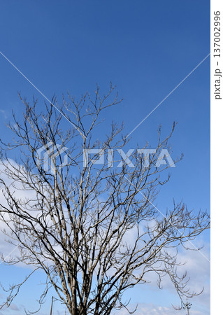 葉を落とした冬の木々、寒空の下で春を待つ 葉を落とした冬の木々、寒空の下で春を待つ 137002996