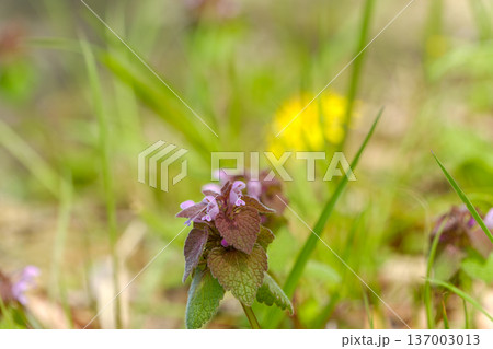 春の野原にひっそりと咲くヒメオドリコソウ 137003013