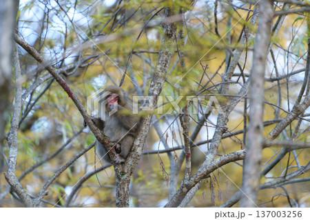 上高地で見たニホンザル 自然の中で採食する野生動物 上高地で見たニホンザル 自然の中で採食する野生動物 137003256