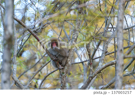 上高地で見たニホンザル 自然の中で採食する野生動物 上高地で見たニホンザル 自然の中で採食する野生動物 137003257