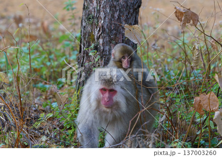 上高地で見たニホンザル 自然の中で採食する野生動物 137003260