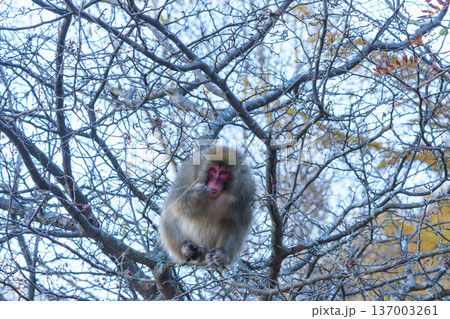 上高地で見たニホンザル 自然の中で採食する野生動物 上高地で見たニホンザル 自然の中で採食する野生動物 137003261
