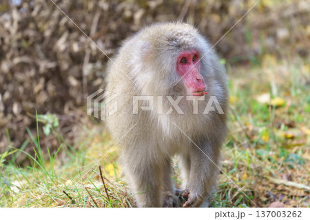 上高地で見たニホンザル 自然の中で採食する野生動物 137003262