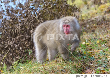 上高地で見たニホンザル 自然の中で採食する野生動物 137003263