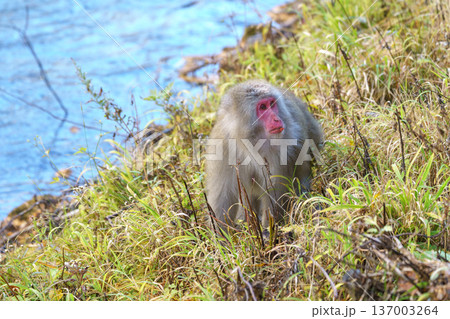 上高地で見たニホンザル 自然の中で採食する野生動物 137003264
