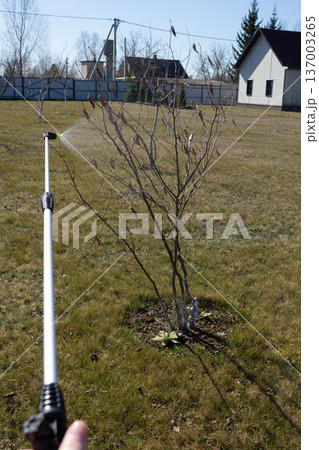 Orchard treatment with spray nozzle. Dormant fruit tree branches. Spring plant protection and garden maintenance work Orchard treatment with spray nozzle. Dormant fruit tree branches. Spring plant protection and garden maintenance work 137003265