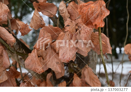 パロティオプシスジャックモンティアナ（マンサク科）の枯れ葉 137003277