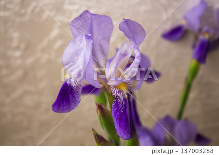 Violet iris stems in transparent glass vase. Fresh spring flowers with buds. Minimalist floral display on beige background 137003288