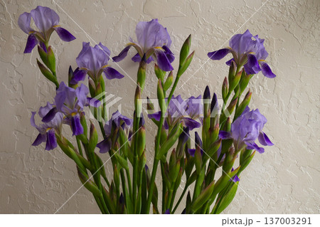 Violet iris stems in transparent glass vase. Fresh spring flowers with buds. Minimalist floral display on beige background 137003291