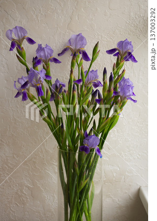 Purple iris bouquet with long green stems. Clear glass vase against textured wall. Fresh cut spring flowers 137003292
