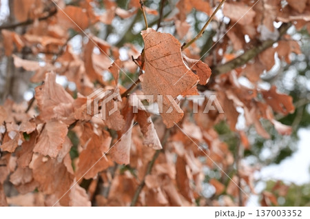 パロティオプシスジャックモンティアナ（マンサク科）の枯れ葉 137003352