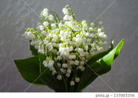 White lily of the valley bouquet in colorful vase. Sunlight and shadows from blinds. Spring flowers on window sill. Nature indoors 137003356