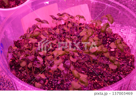 Young seedlings under artificial LED lighting. Pink purple grow lights. Indoor gardening setup with containers Young seedlings under artificial LED lighting. Pink purple grow lights. Indoor gardening setup with containers 137003469