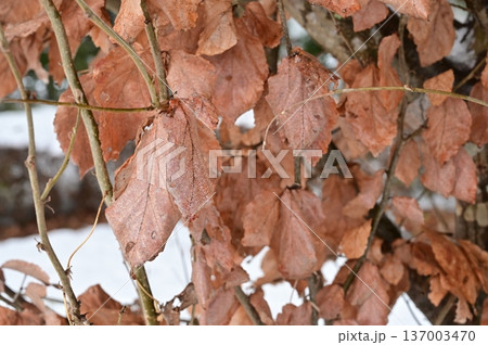 パロティオプシスジャックモンティアナ（マンサク科）の枯れ葉 137003470