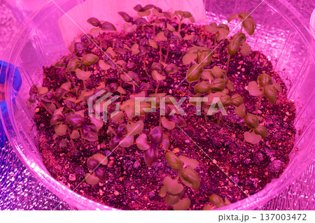Young plants growing under pink LED lights. Indoor cultivation setup with soil containers. Modern agriculture technology 137003472