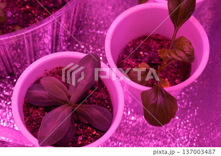 Seedlings under purple LED grow lights. Indoor gardening with reflective foil. Young plants in containers. Urban farming concept Seedlings under purple LED grow lights. Indoor gardening with reflective foil. Young plants in containers. Urban farming concept 137003487