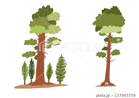 Giant sequoia tree in childlike hand drawn style Giant sequoia tree in childlike hand drawn style 137003759