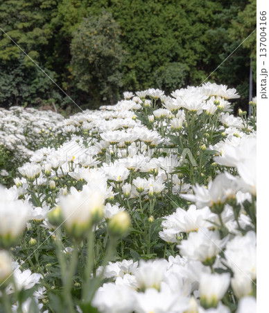 初夏の公園に咲いた菖蒲 137004166