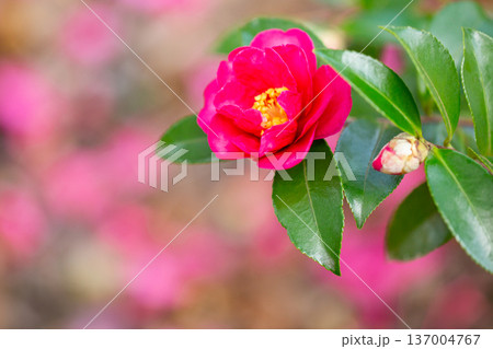 山茶花 山茶花 137004767