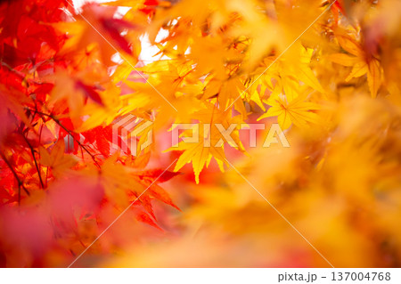 紅葉 紅葉 137004768