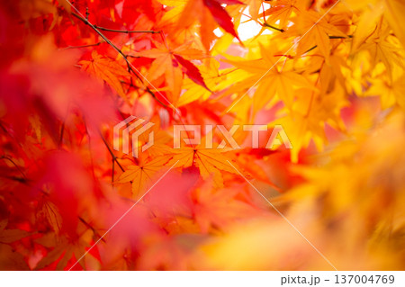 紅葉 紅葉 137004769
