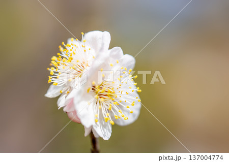 梅の開花 137004774
