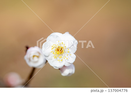 梅の開花 137004776