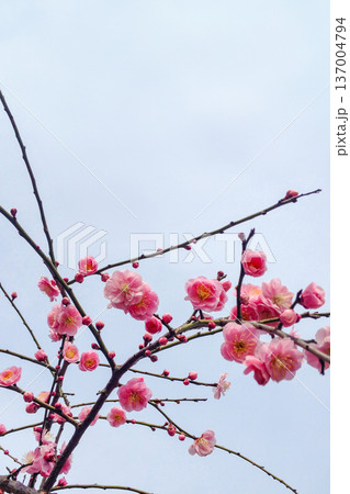 梅の花 梅の花 137004794