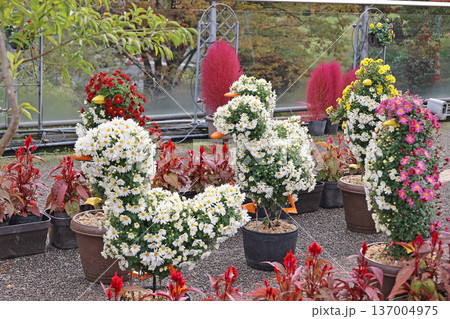 花回廊の菊人形 花回廊の菊人形 137004975
