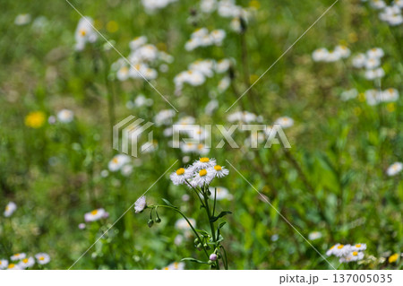 春の草原にひっそりと咲く可憐な白いハルジオン 春の草原にひっそりと咲く可憐な白いハルジオン 137005035