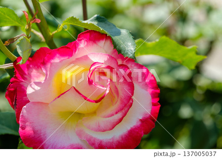赤い縁取りが美しい白と黄色のグラデーションの薔薇 137005037