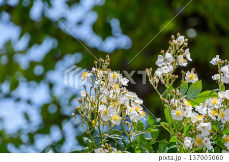 澄み渡る青空を背に咲き誇る白いノイバラ 137005060