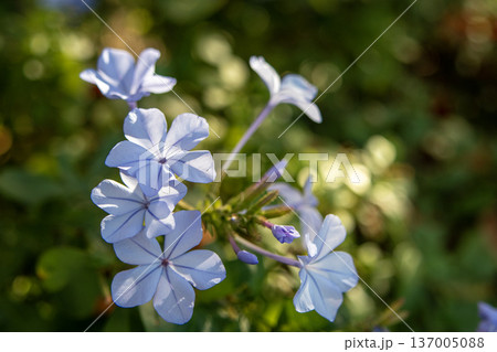 ルリマツリの淡いブルーの花 137005088