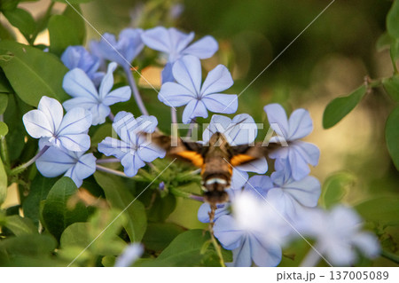 ルリマツリの淡いブルーの花とホシホウジャク 137005089