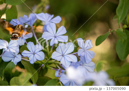 ルリマツリの淡いブルーの花とホシホウジャク 137005090