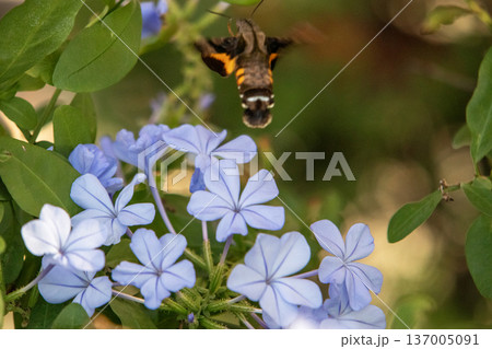 ルリマツリの淡いブルーの花とホシホウジャク ルリマツリの淡いブルーの花とホシホウジャク 137005091