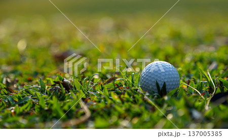 Golf clubs and balls on a green lawn in a beautiful golf course with morning sunshine. Golf clubs and balls on a green lawn in a beautiful golf course with morning sunshine. 137005385