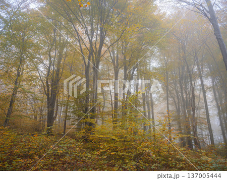 Plitvice Lakes in Croatia during autumn 137005444