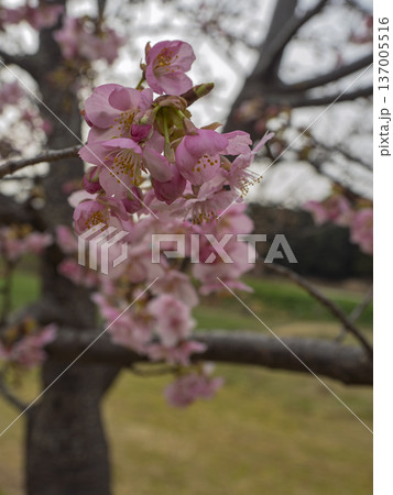 春風に揺れる、優美な河津桜のクローズアップ 137005516