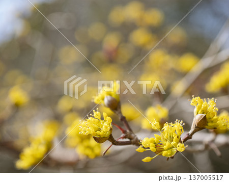 春を彩る黄金色の輝き、サンシュユの可憐な花 137005517
