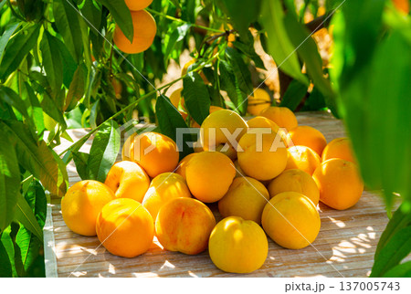 Yellow peaches on wooden table in orchard 137005743