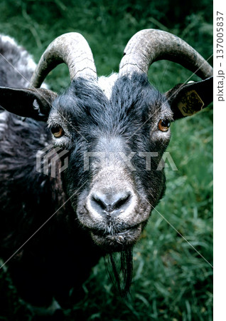 Black goat stares intently at the camera. Pasture scene featuring a black goat portrait 137005837