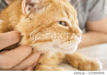 Male petting orange tabby cat, displaying intimacy and companionship between human and animal Male petting orange tabby cat, displaying intimacy and companionship between human and animal 137005949