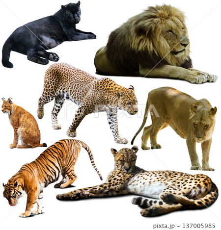 Collection of felidae family animals isolated on white 137005985
