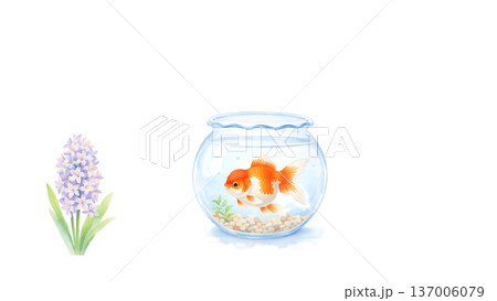 ヒヤシンスと金魚鉢のオレンジ金魚 水彩風やさしい春イラスト 137006079