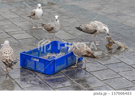 Fish Crate Seagulls Fish Crate Seagulls 137006483
