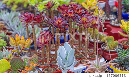 Aeonium Succulent Zwartkop Plants Aeonium Succulent Zwartkop Plants 137006518