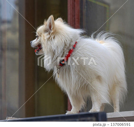 Spitz Pomeranian Dog Window 137006591