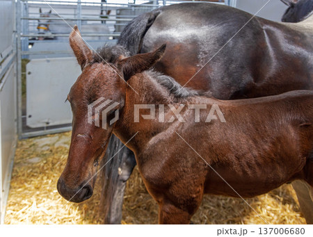 Brown Foal Horse 137006680